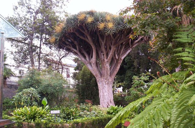 Hijuela del Botanico